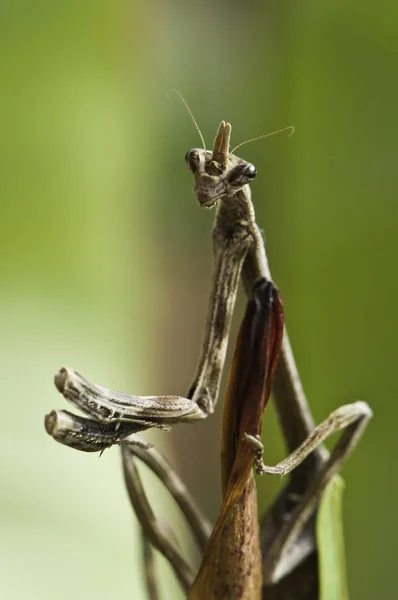 Praying Mantis Insect Bug — Stock Photo, Image