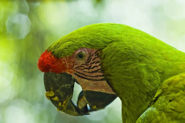 Retrato Arara Verde Ara Ambigua — Fotografia de Stock