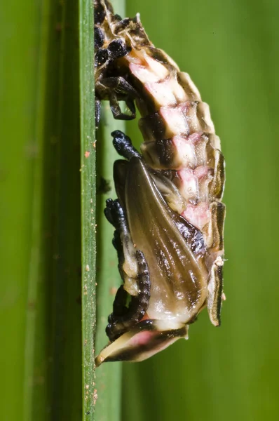 Närbild Vacker Lilja Blomma — Stockfoto