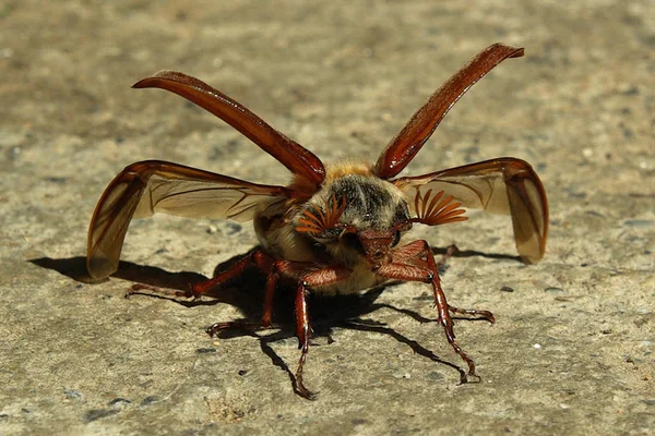 甲甲虫出发前带着预先折叠好的掩护翼和展开的翅膀 — 图库照片