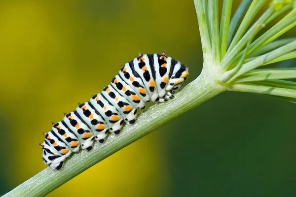 Tırtıl Böceğinin Yakın Çekim Makro Görüntüsü — Stok fotoğraf