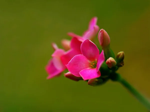 Piękne Botaniczne Ujęcie Naturalna Tapeta — Zdjęcie stockowe