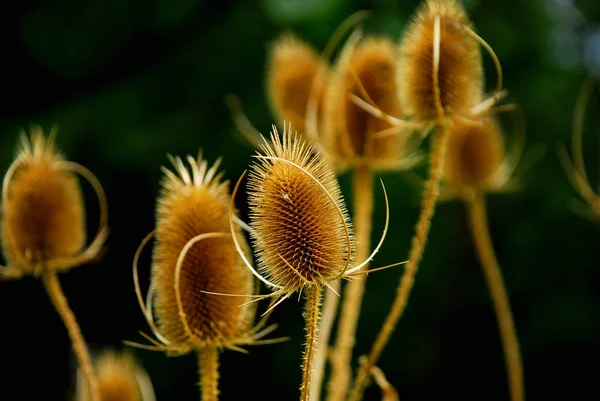 美しい植物画 自然壁紙 — ストック写真