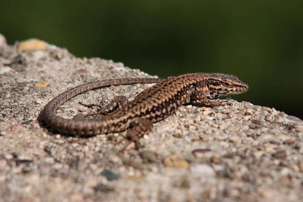 Perto Lagarto Habitat Conceito Selvageria — Fotografia de Stock