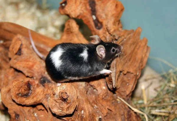 Close Van Een Schattig Eekhoorntje — Stockfoto