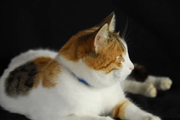 Retrato Lindo Gato — Foto de Stock