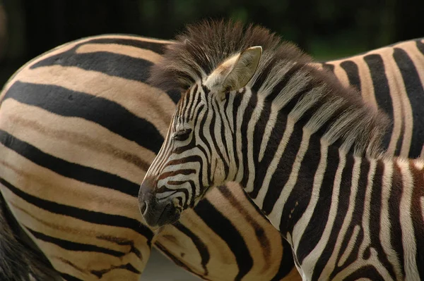 Preto Branco Zebras Animais — Fotografia de Stock