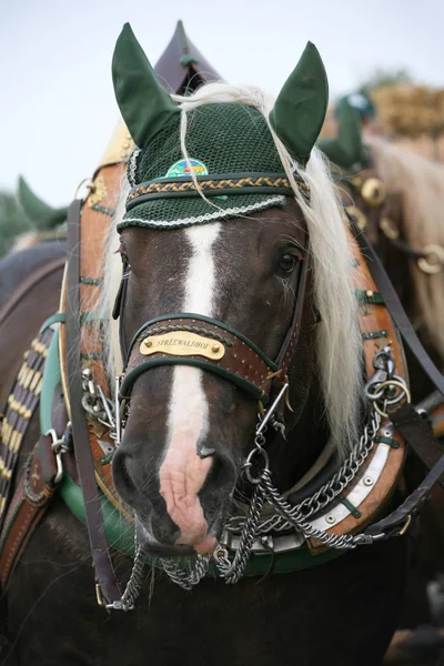 Chevaux Extérieur Jour — Photo