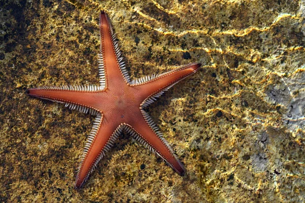 海洋动物 海洋海星 — 图库照片