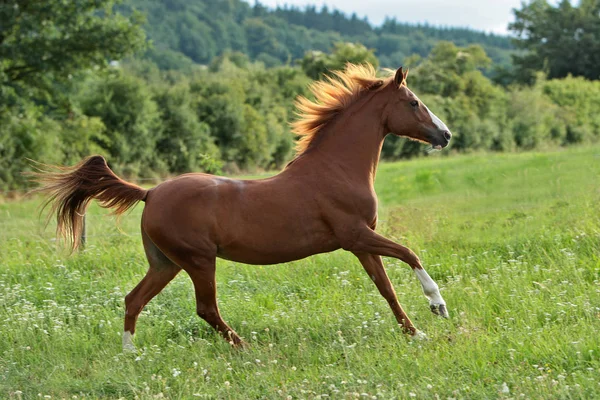 Horses Outdoors Daytime — Stock Photo, Image