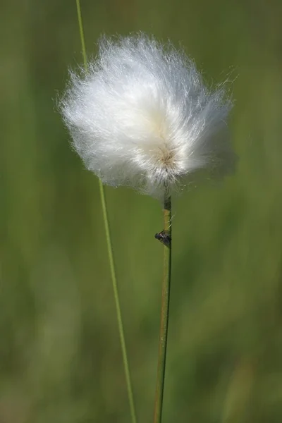 Arctic Cotton Grass Greenland — Stock Photo, Image