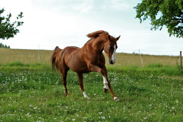 Lovak Nappal Szabadban — Stock Fotó