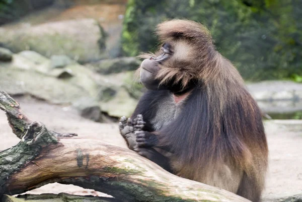 ブラスト パビアン Theropithecus Gelada — ストック写真