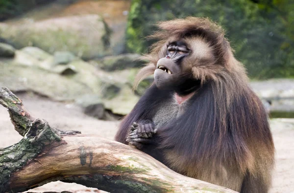 動物のテーマや自然界の猿 — ストック写真