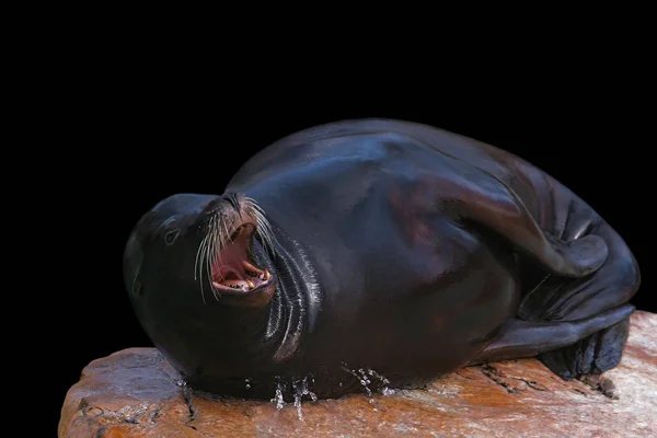 かわいいアシカ海の動物 — ストック写真