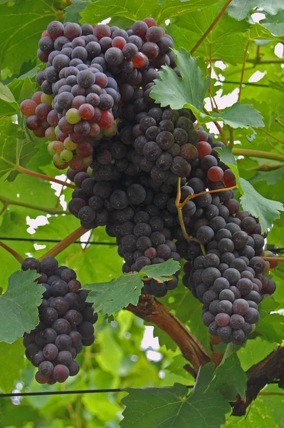 Grapes Growing Tree Branches — Stock Photo, Image