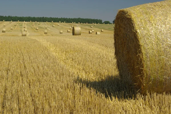 Landwirtschaftliche Feldernte Strohballen — Stockfoto