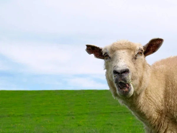 羊や子羊の家畜 — ストック写真