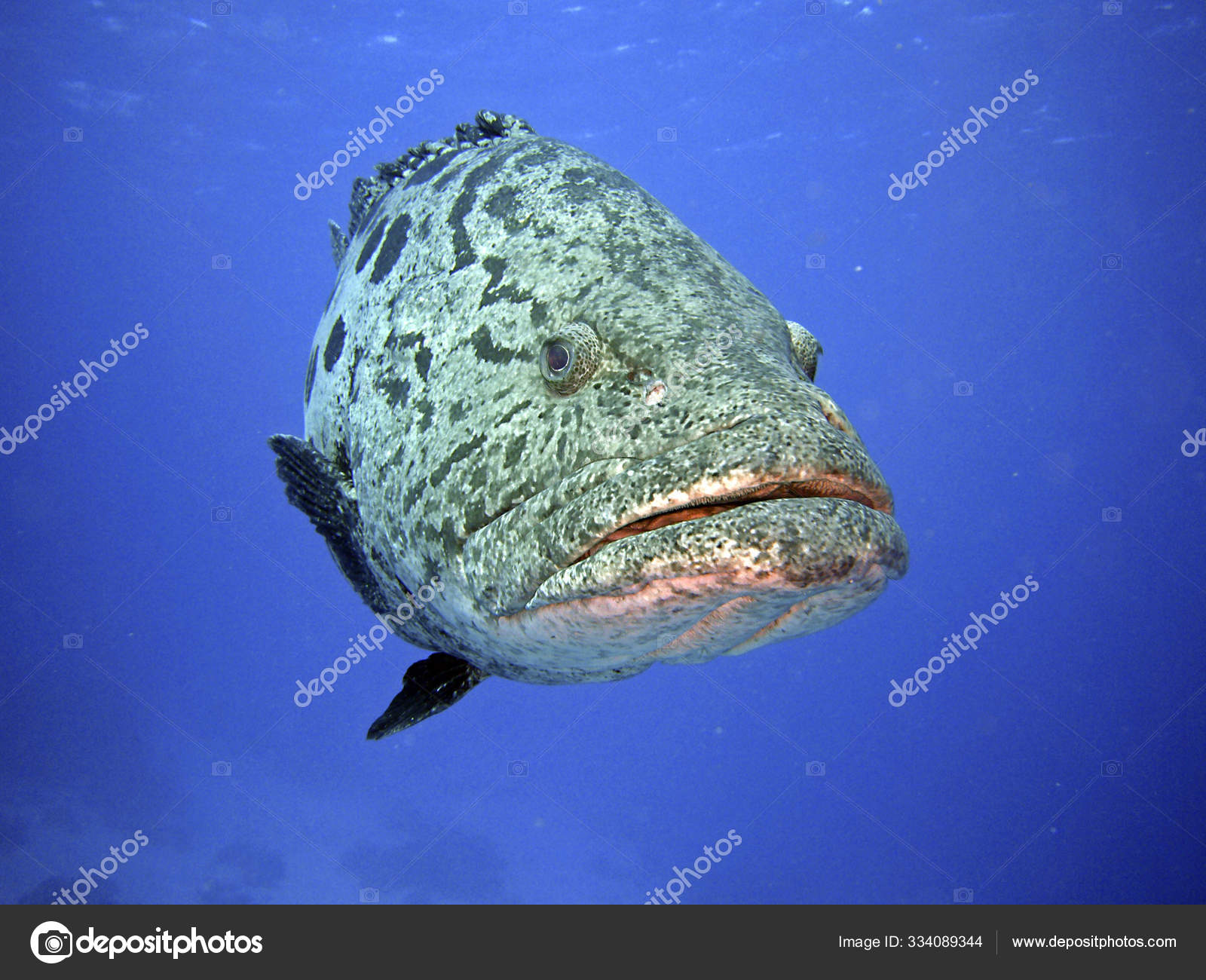 澳大利亚一头巨鳄冲向岸边吓坏围观儿童_法国_新闻_华人头条, image size:1600x1300