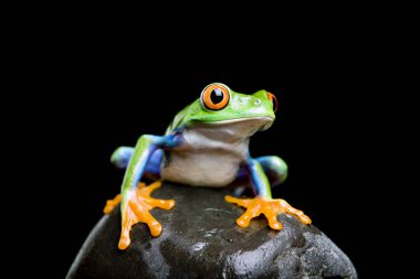 frog on a rock isolated black clipart