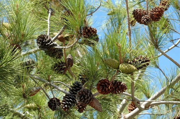 松の木の上のコーンや植物 — ストック写真