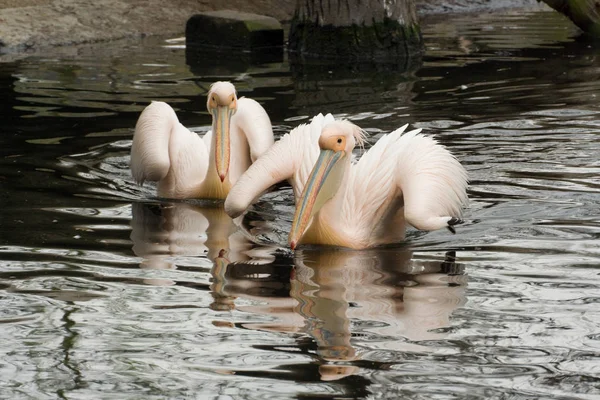 Vista Panorâmica Das Aves Pelicanas Natureza Selvagem — Fotografia de Stock