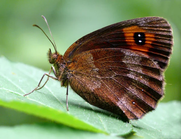 Ringlet Ανήκει Στην Οικογένεια Των Satyridae Αυτή Είναι Μια Ομάδα — Φωτογραφία Αρχείου