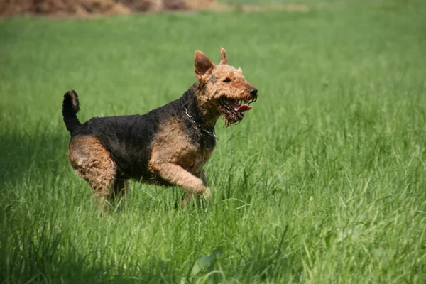 Airedale Terrier Brown Curly Dog — Stock Photo, Image