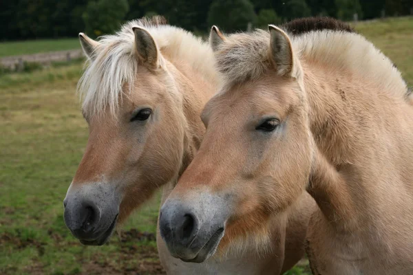 田里纯种马的动物 — 图库照片