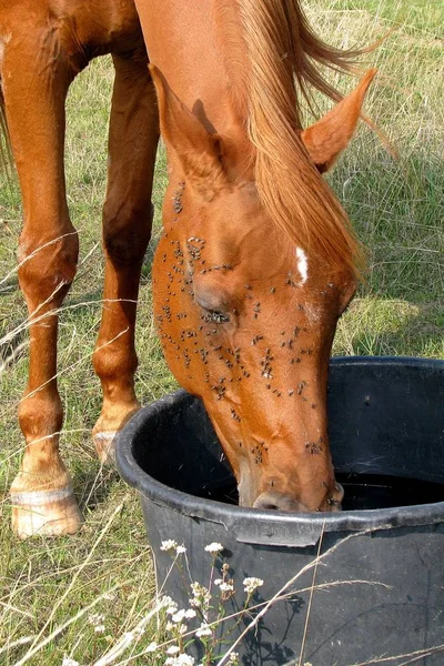 Bonito Cavalo Selvagem Natureza — Fotografia de Stock