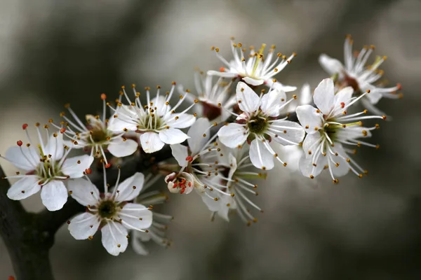 Belles Fleurs Fond Concept Floral — Photo