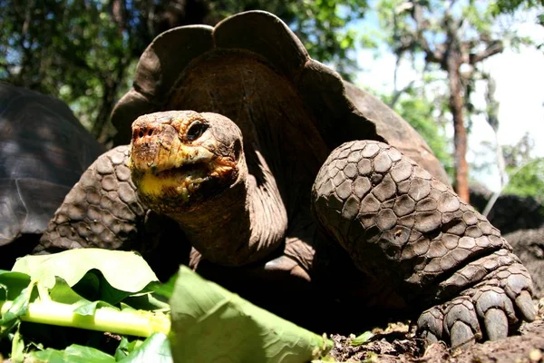 Hewan Penyu Tropis Fauna Alam — Stok Foto