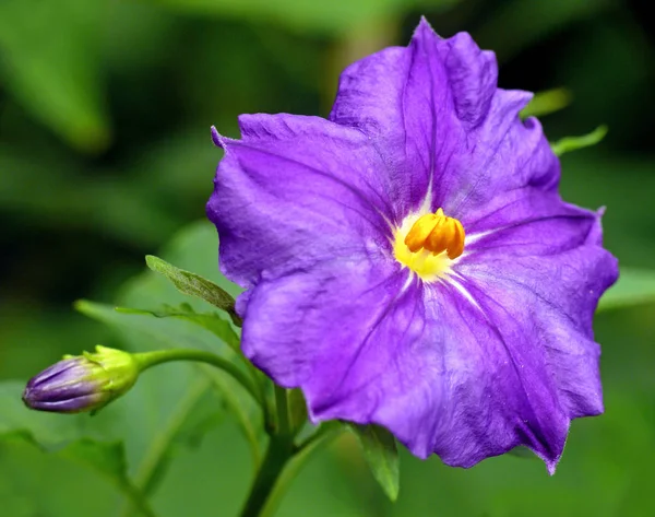 Solanum Rantonnetii Amp — Stock Photo, Image