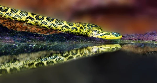 Serpent Dangereux Prédateur Reptiles Peau Serpent — Photo