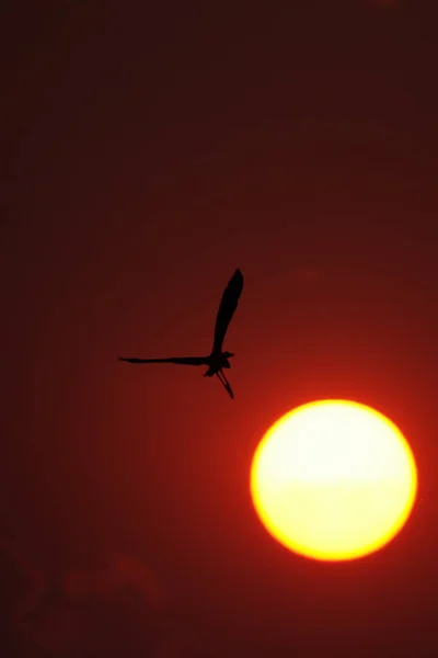 Heron Flying Sunset Okavango Botswana — Photo