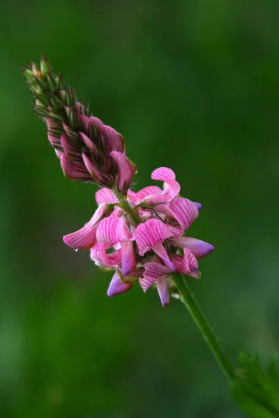 Schilderachtig Uitzicht Prachtige Lupine Bloem — Stockfoto