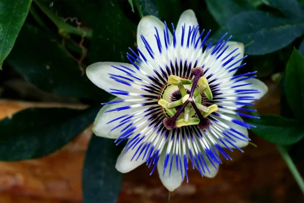 Passiebloem Flora Blaadjes — Stockfoto