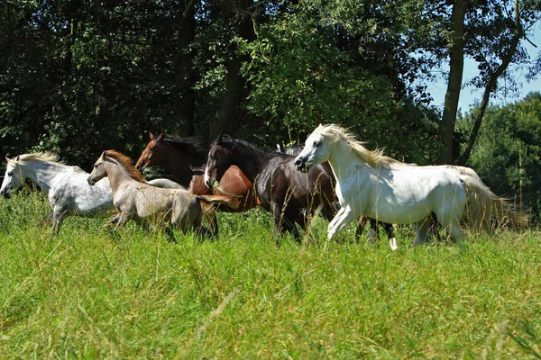 Cavalos Livre Durante Dia — Fotografia de Stock