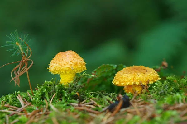 Mushrooms Fungus Flora Botany — Stock Photo, Image