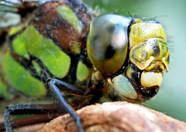 Close Macro View Van Libelle Insect — Stockfoto