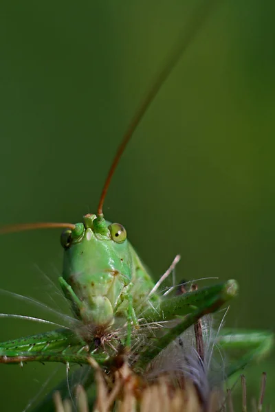 バッタ虫無脊椎動物の祈りのバグ — ストック写真