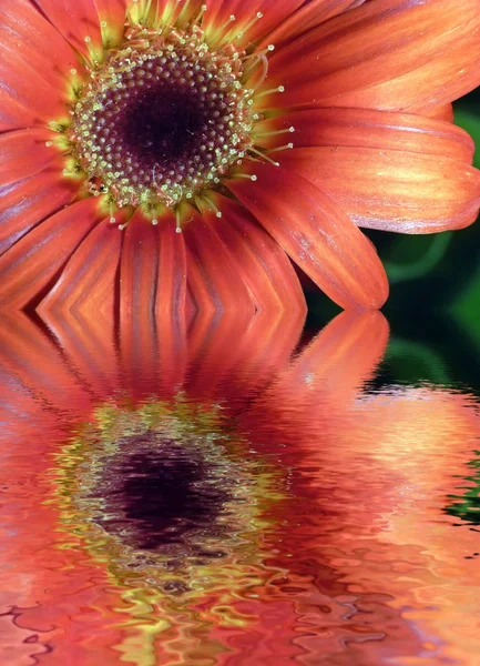 Летний Цветок Герберы Цветочные Лепестки — стоковое фото