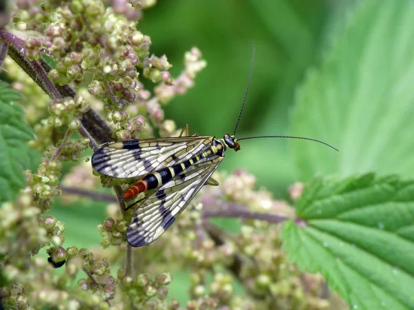 花の自然界でよく見られるサソリフライ昆虫 — ストック写真