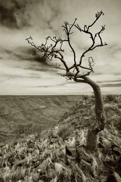 Landschapsbeeld Selectieve Focus — Stockfoto