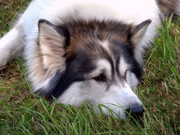 かわいい犬の肖像画 — ストック写真