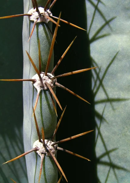 エキゾチックな熱帯植物サボテン — ストック写真