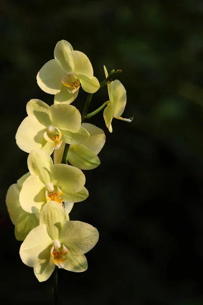 Landschaftlich Schöne Bunte Orchideenblume — Stockfoto