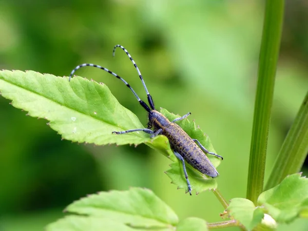 Gros Plan Bug Nature Sauvage — Photo