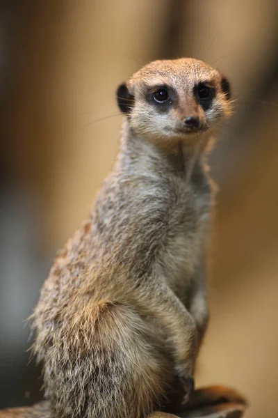 Wild Suricatta Meerkat Animal — 스톡 사진