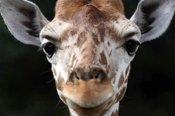 Jirafa Animal Mamífero Herbívoro Africano — Foto de Stock